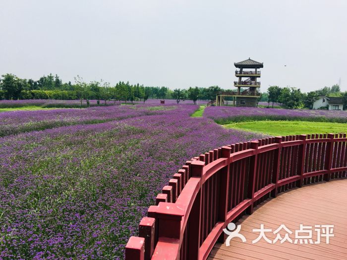 杭州湾海上花田景区图片 - 第8张