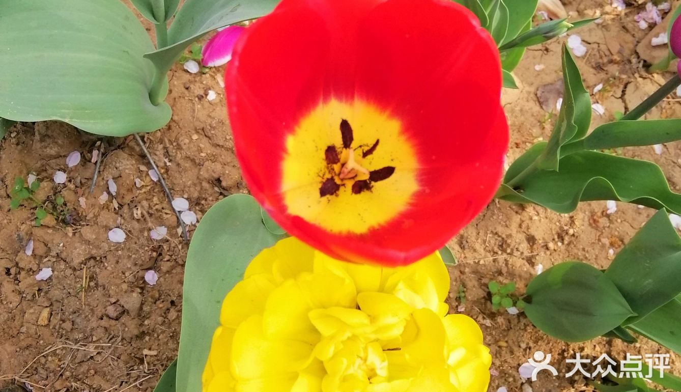 天蓝蓝花艳艳赏樱花逛公园