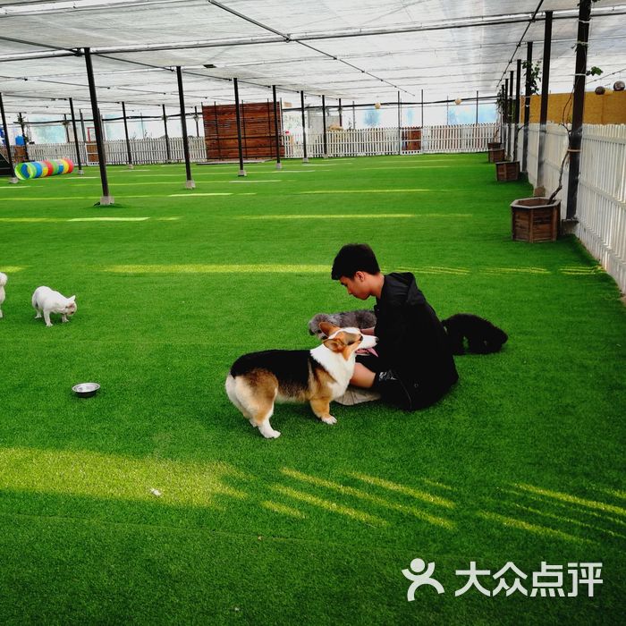 恋宝艺犬堂狗狗训练寄养游泳乐园图片-北京宠物店