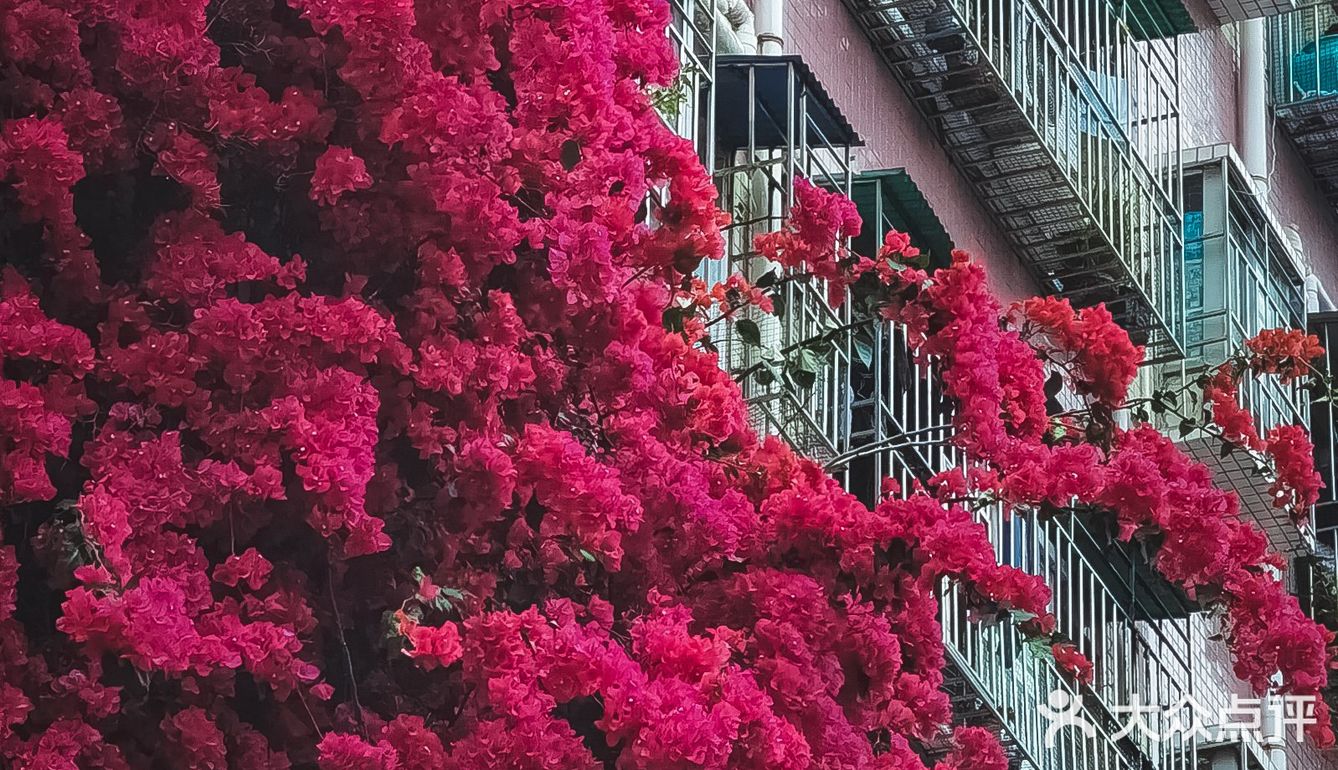 春日风光大赏|深圳最美勒杜鹃花瀑