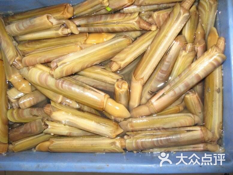 竹节蛏