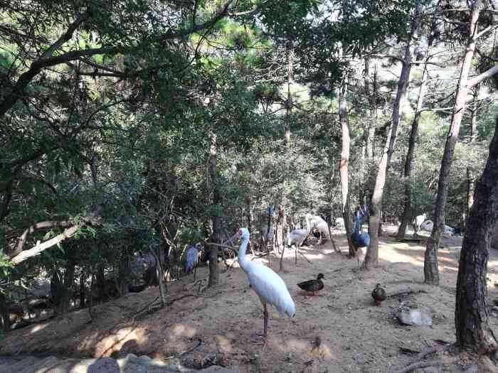 燕塞湖鸟语林景区-"去东戴河过暑假,顺便游览了一下燕