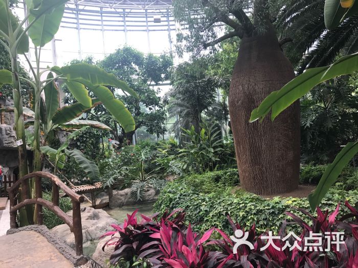 中国植物馆热带植物展览温室馆图片 - 第39张