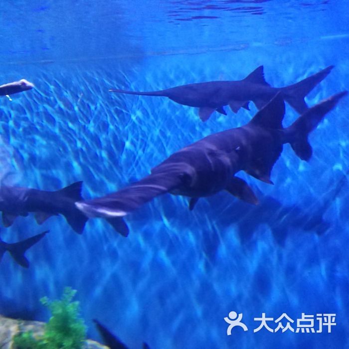 石林冰雪海洋世界图片-北京海洋馆-大众点评网
