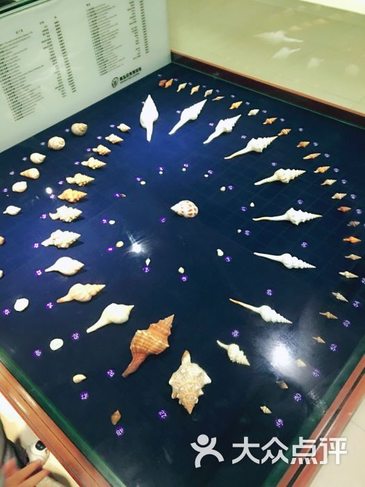 青岛贝壳博物馆图片 第519张
