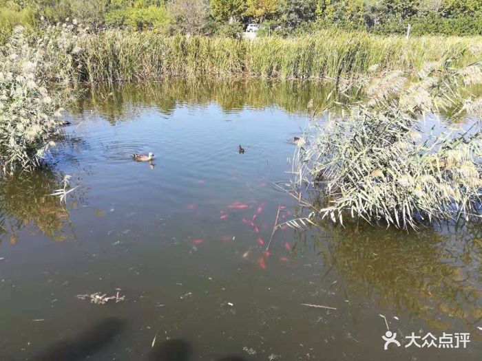 前关湿地公园-图片-大连周边游-大众点评网