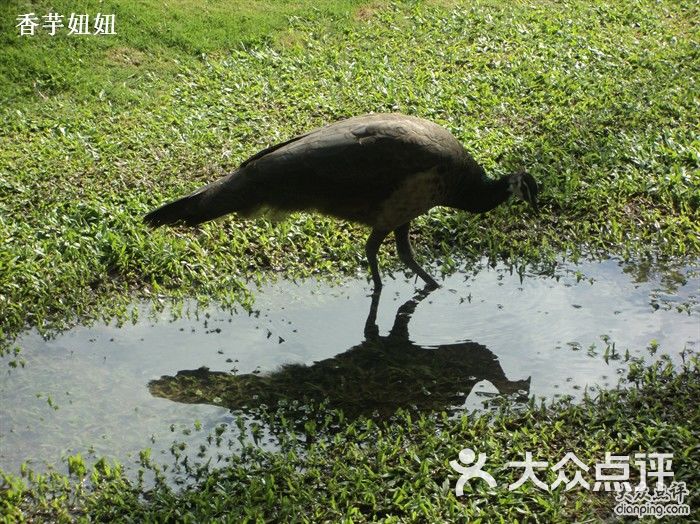 蜈支洲岛-岛上的母孔雀图片-三亚景点-大众点评网