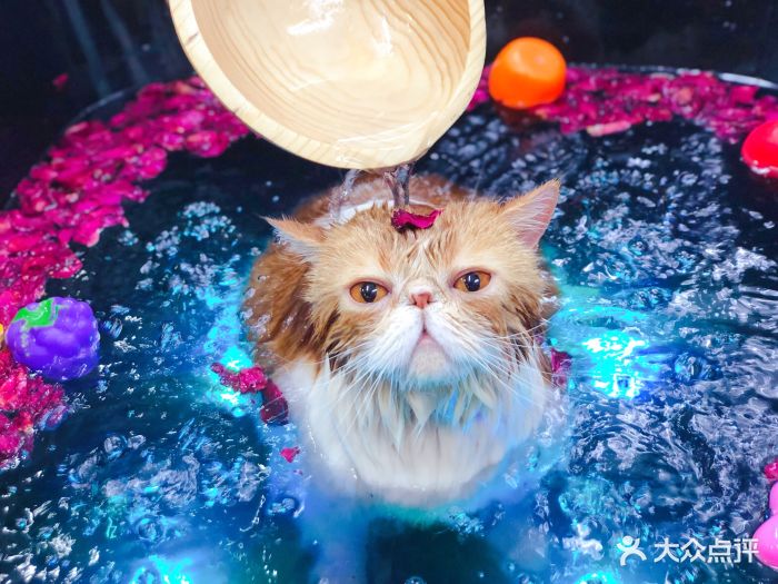 pony pet shop 小马儿宠物猫咪玫瑰碳酸浴spa图片 第599张
