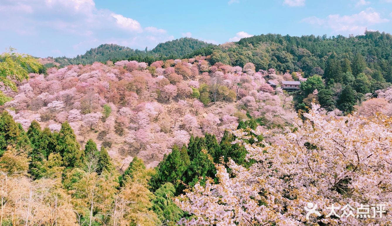 吉野山春日樱花