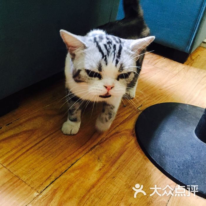 猫小院猫主题餐厅