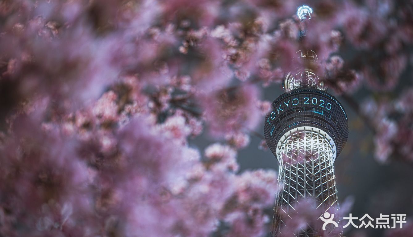 东京塔下赏樱花