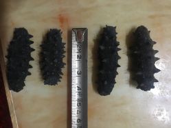 大连阿艺海参地址,电话,营业时间(图)-上海