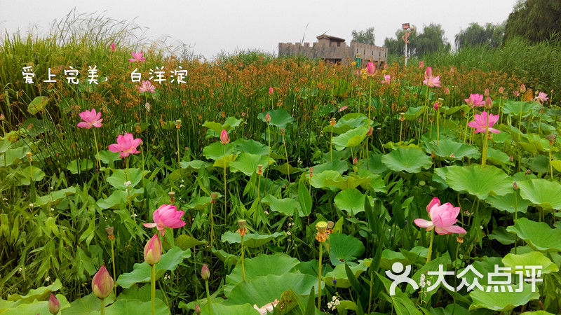 白洋淀王家寨民俗村望月岛2号院