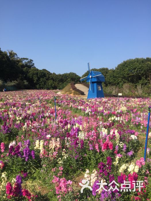 广州流溪河国家森林公园森林花海图片 - 第253张