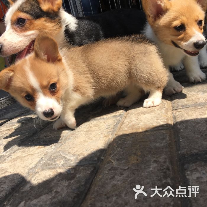 在他们店里拍的我最喜欢的那只小短腿