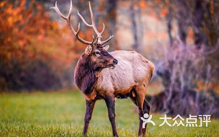 中华麋鹿园-图片-大丰区周边游