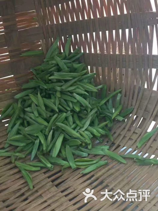鲜叶芽头