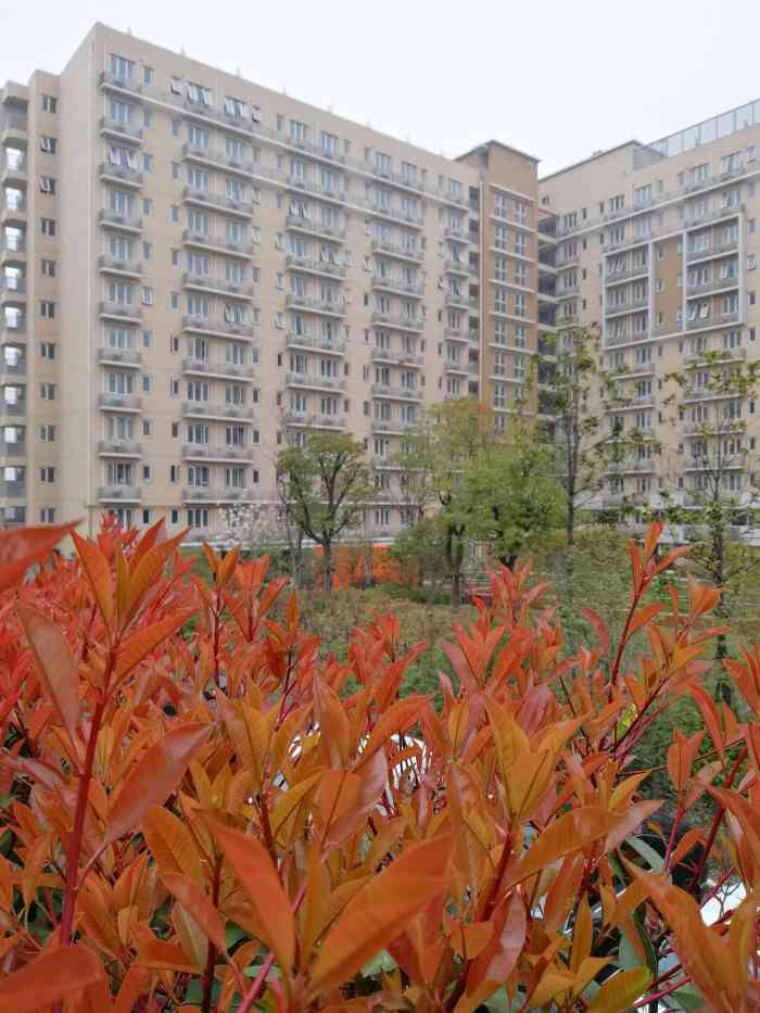 虹桥乐贤居人才公寓"房屋隔音效果太差,小区禁止养宠物,但很多.