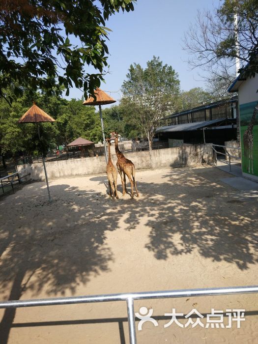 中山公园动物园图片 - 第5张