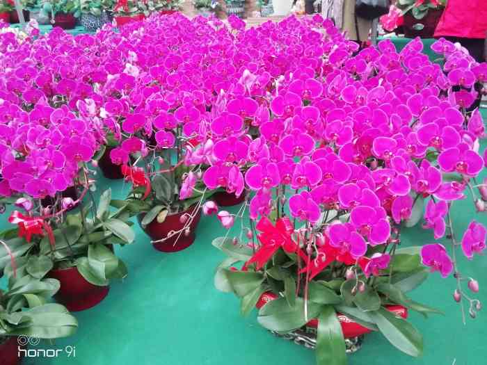 青州花卉市场