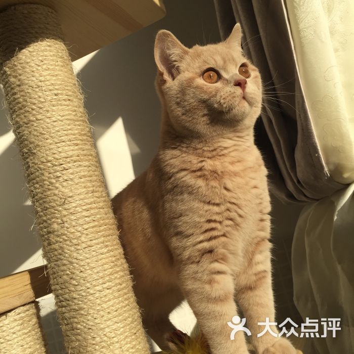 爱侣宠物医院(梅川分院)-图片-上海宠物-大众点