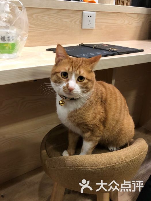 猫君橘九:非常完美的地方,2个人可以在阁.宁波