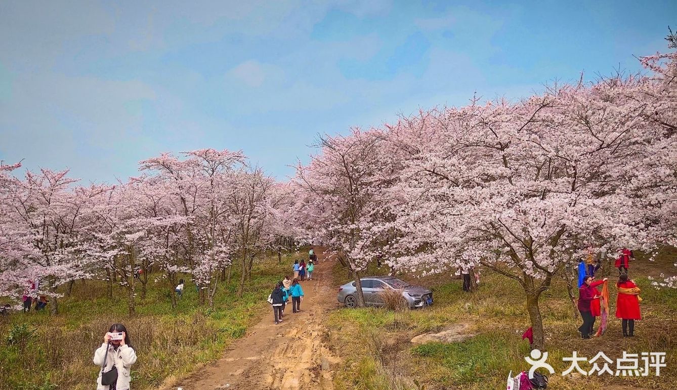 贵州 平坝农场樱花园