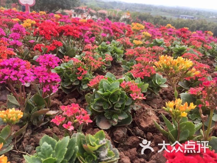 杨梅小镇-图片-双流区周边游