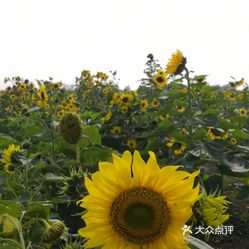 淮安白马湖向日葵的故事景区
