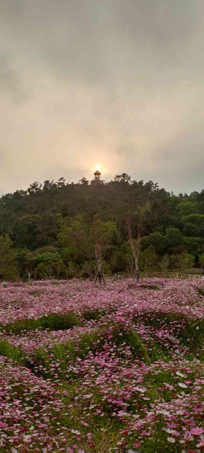 洋麻山森林公园