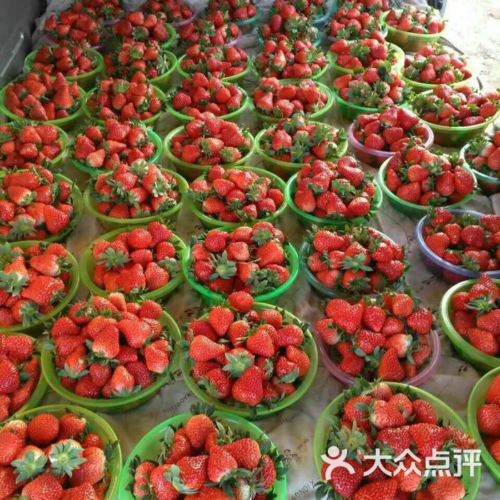 老李草莓采摘园