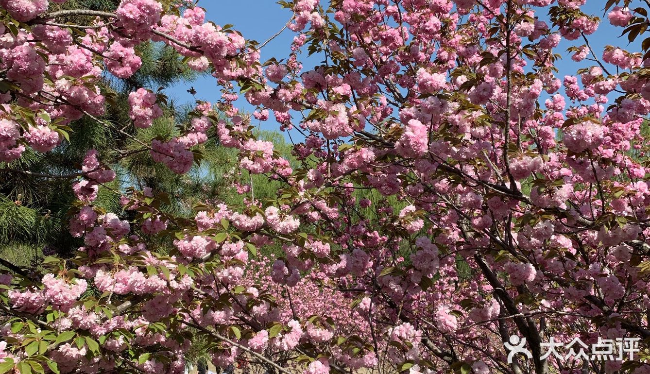 朝阳公园的樱花谷是北京欣赏樱花的首选