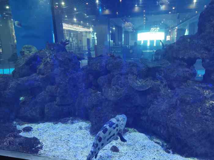 鎏嘉码头水族馆-"这里是一个免费的水族馆虽然不大,也