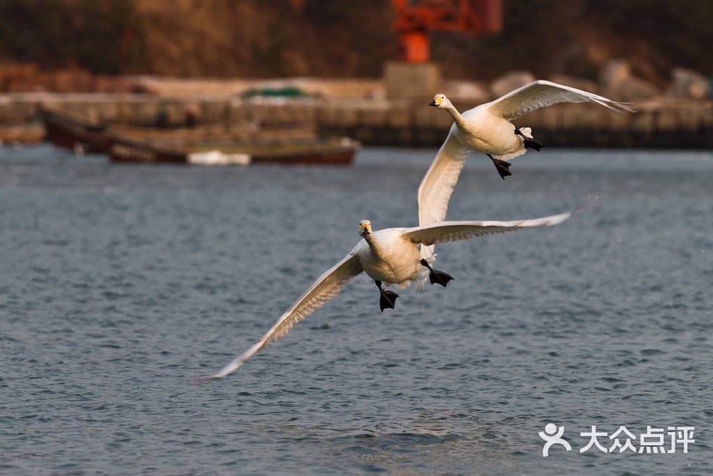 天鹅湖