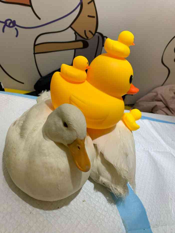 cute duck club·冲鸭俱乐部-"王思聪同款的柯尔鸭也!