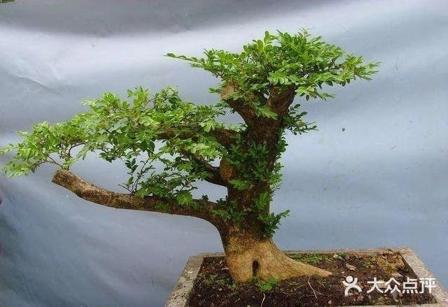 黄杨木盆景的介绍