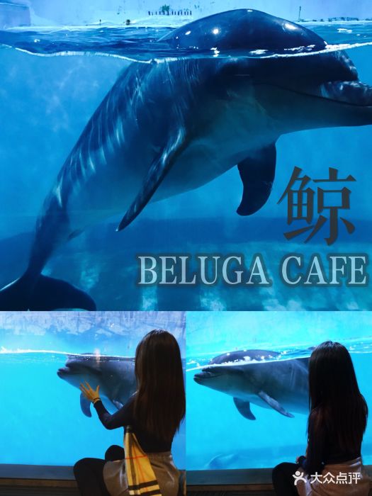 鲸咖啡beluga cafe图片 - 第1941张