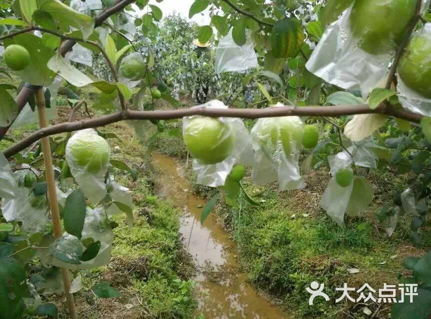 汇一四季果园-广东小苹果图片-东莞休闲娱乐