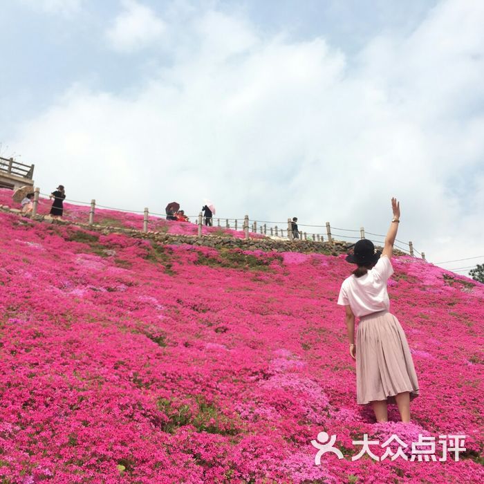 横腊村花海