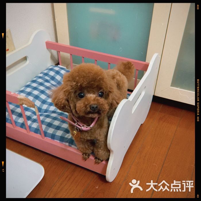 恩宠宠物火化宠物殡葬(徐径店)图片 - 第4张