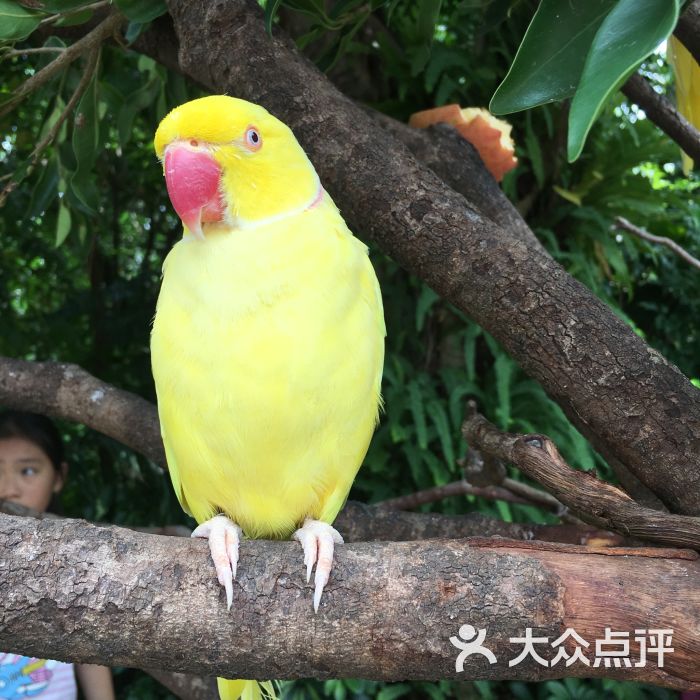 广州长隆飞鸟乐园图片 第7张
