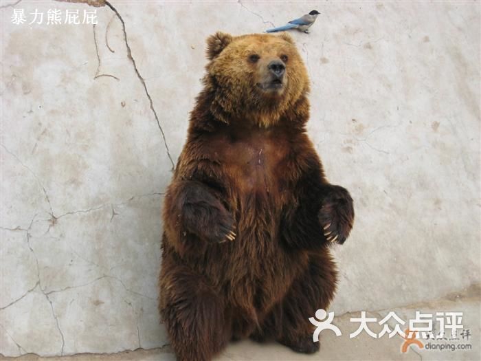 北京动物园好可爱的大狗熊!图片-北京动物园-大众点评