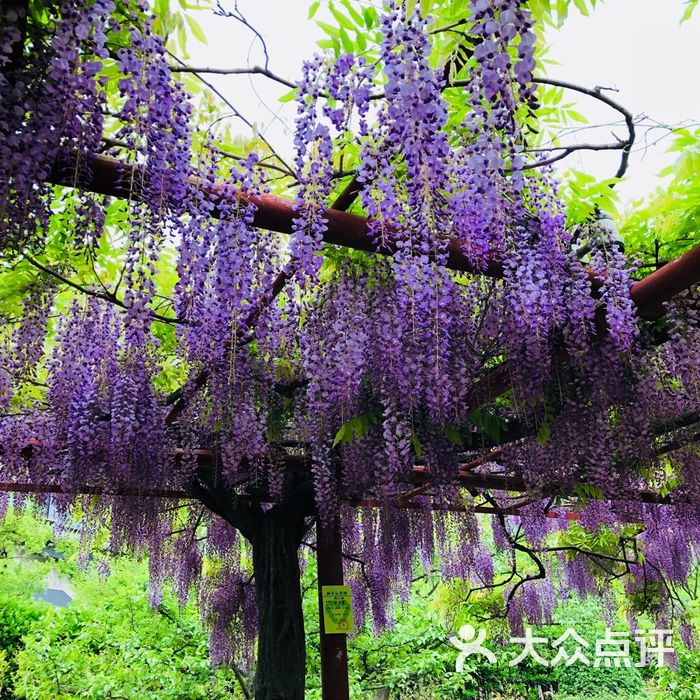 嘉定紫藤园
