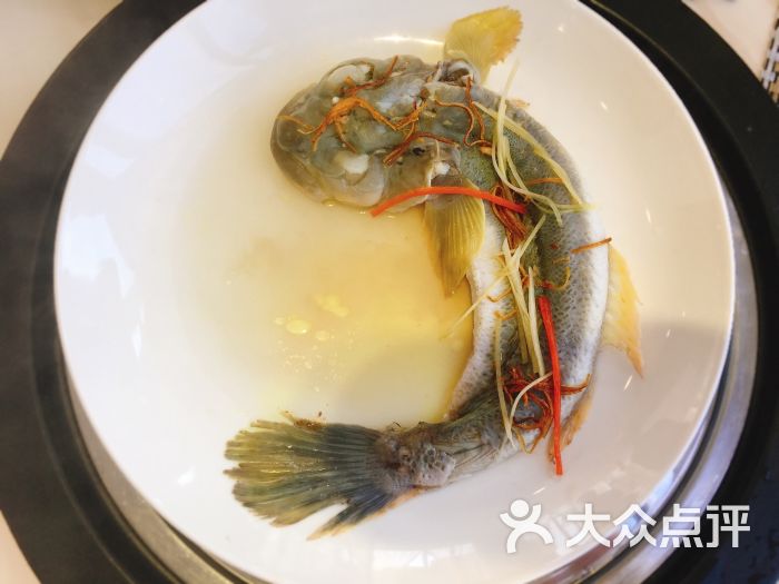 小龙鱼