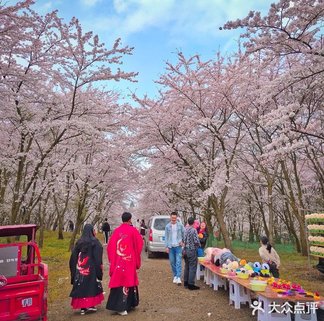 贵州 平坝农场樱花园