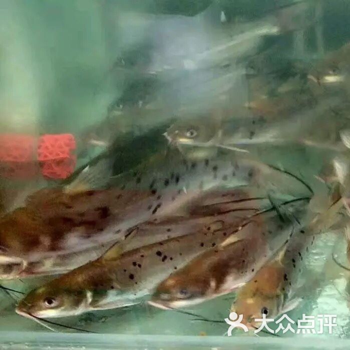 彪师苗鱼火锅图片 第4张