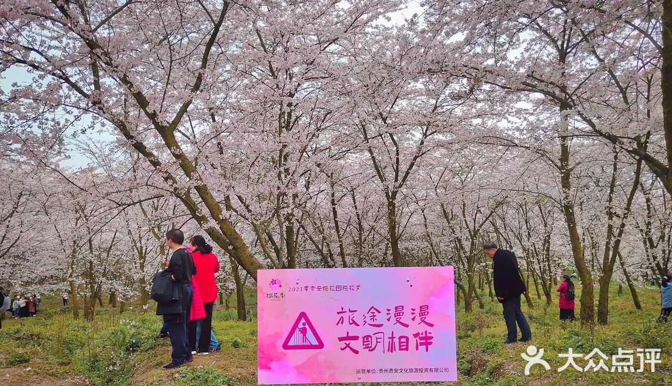 贵州 平坝农场樱花园