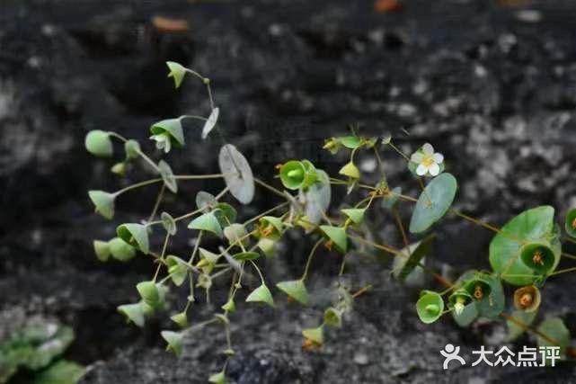 别名穿钱草,顶心风,狮子草,穿心莲