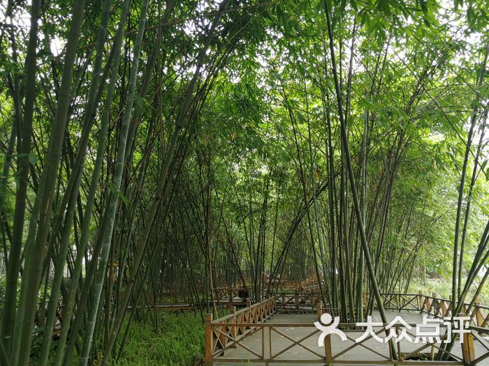 斑竹林-图片-新津县周边游-大众点评网