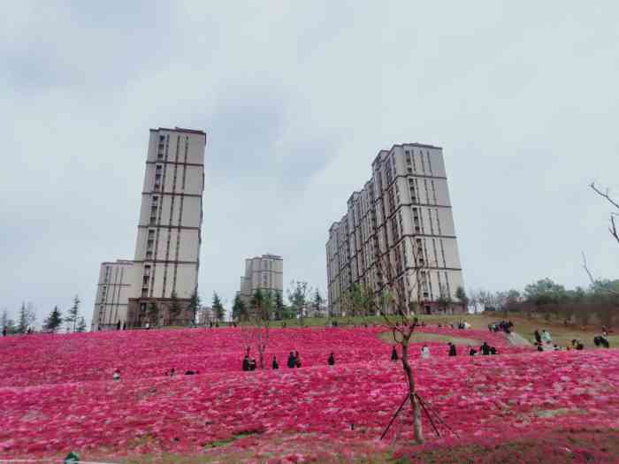 鼎秀家园-"这里的花海吸引了无数济南人来打卡,红艳艳